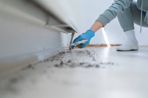 Wasp Removal Services in Arlington, VA